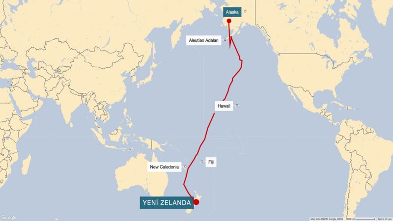 11 gün aralıksız uçarak Alaska'dan Yeni Zelanda'ya giden kuş rekor kırdı